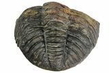 Bargain, Enrolled, Pedinopariops Trilobite - Mrakib, Morocco #165881-3